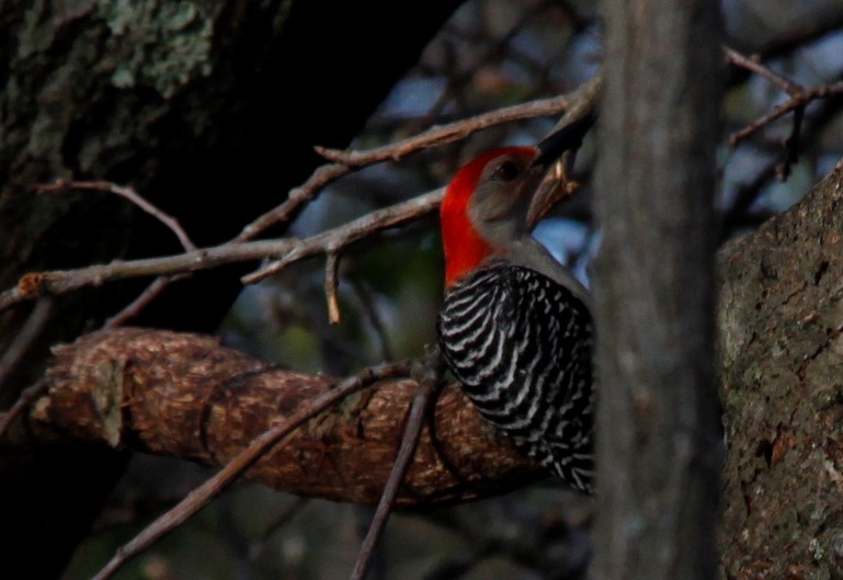 Red-bellied Woodpecker - Jim Smith