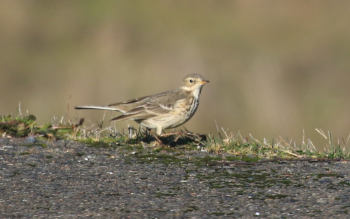 American Pipit - Janet Kelly
