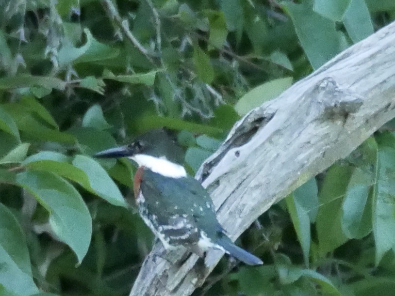 Green Kingfisher - ML235509771