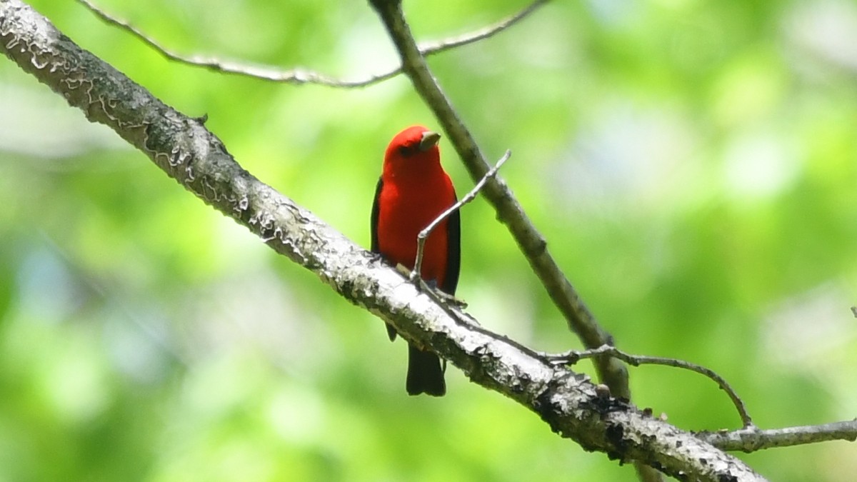 Scarlet Tanager - ML235511851