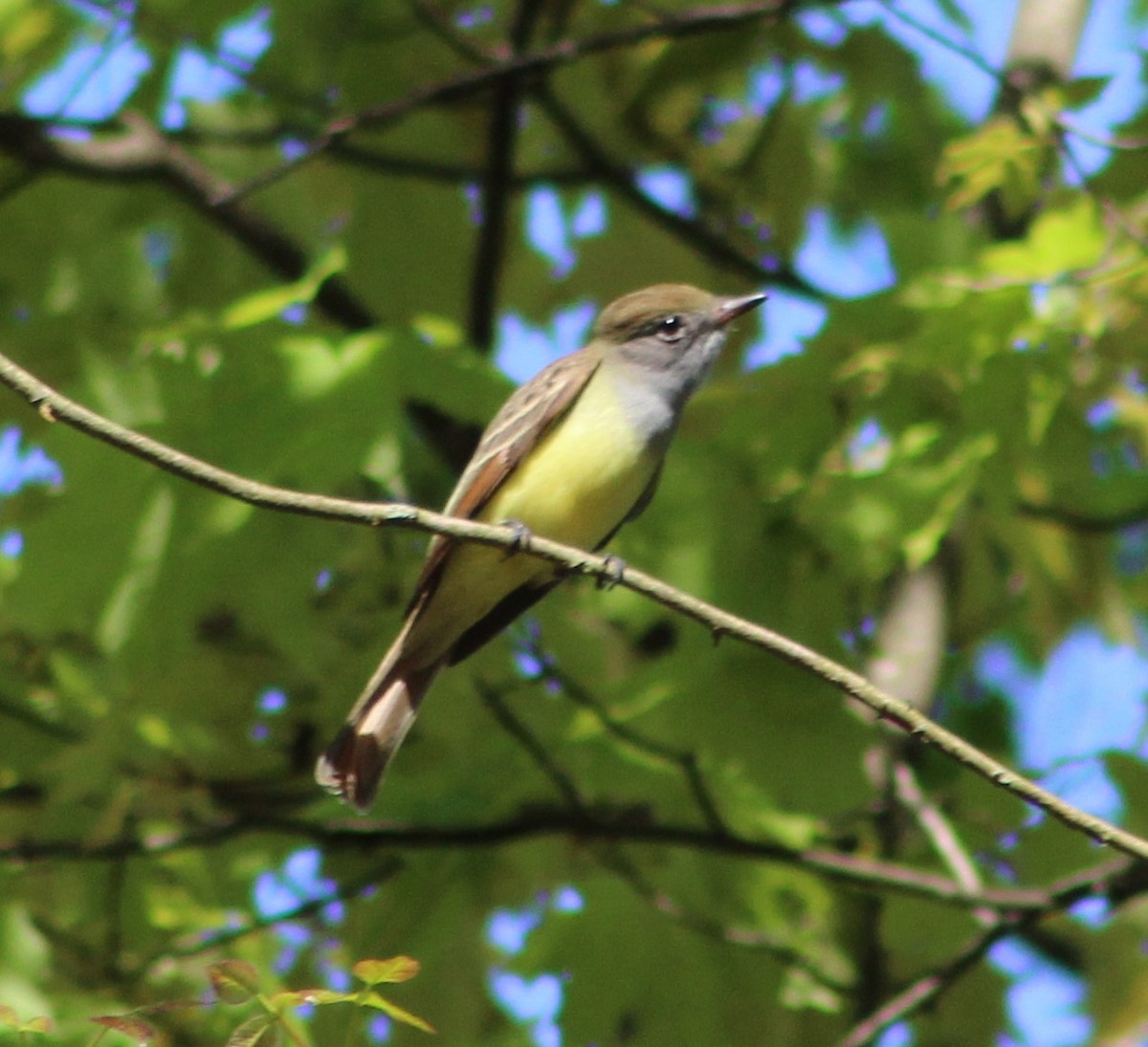 Great Crested Flycatcher - Gerald Fix