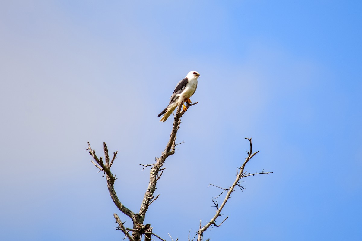 White-tailed Kite - ML235517751