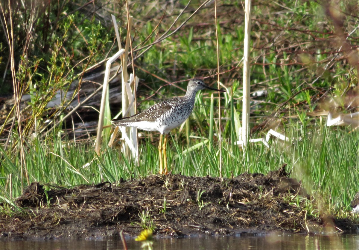 Greater Yellowlegs - Kevin Topping