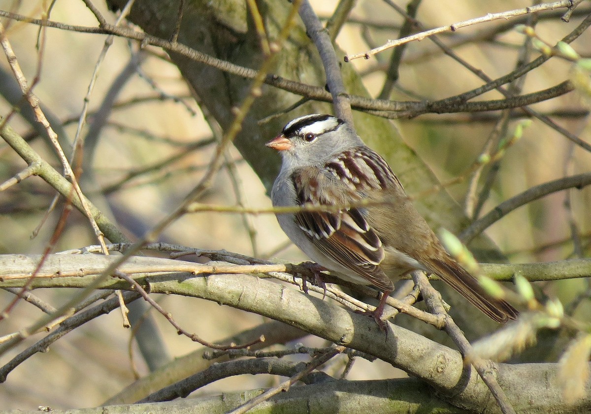 White-crowned Sparrow - ML235519861