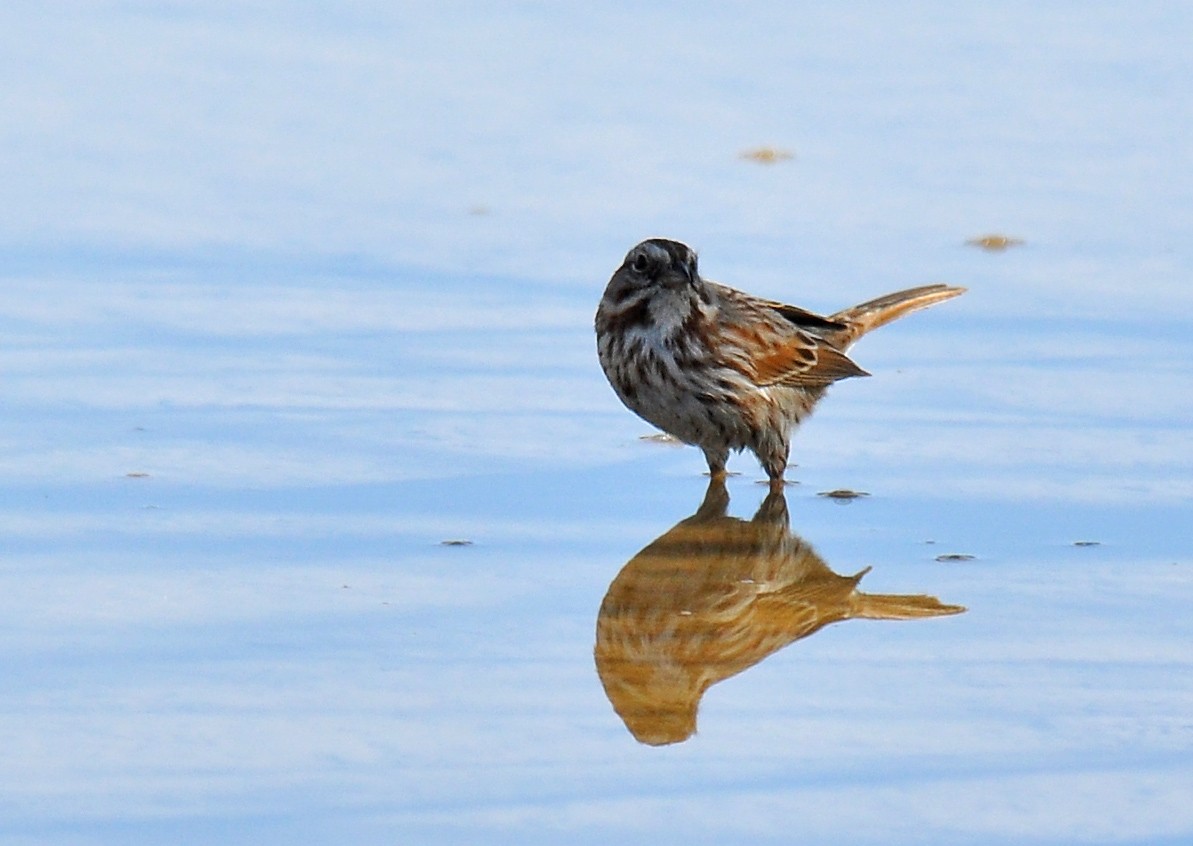 Song Sparrow (montana/merrilli) - ML23552031