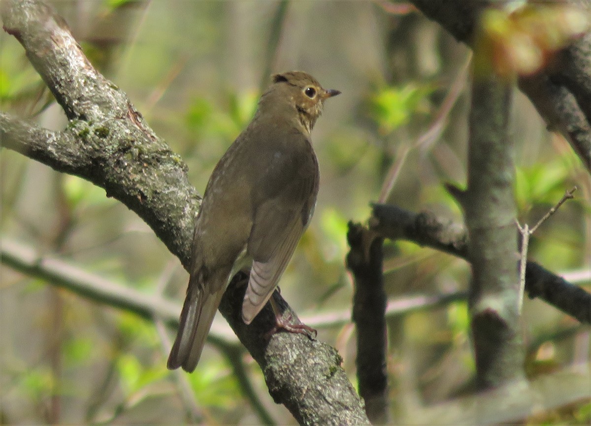 Swainson's Thrush - Kevin Topping