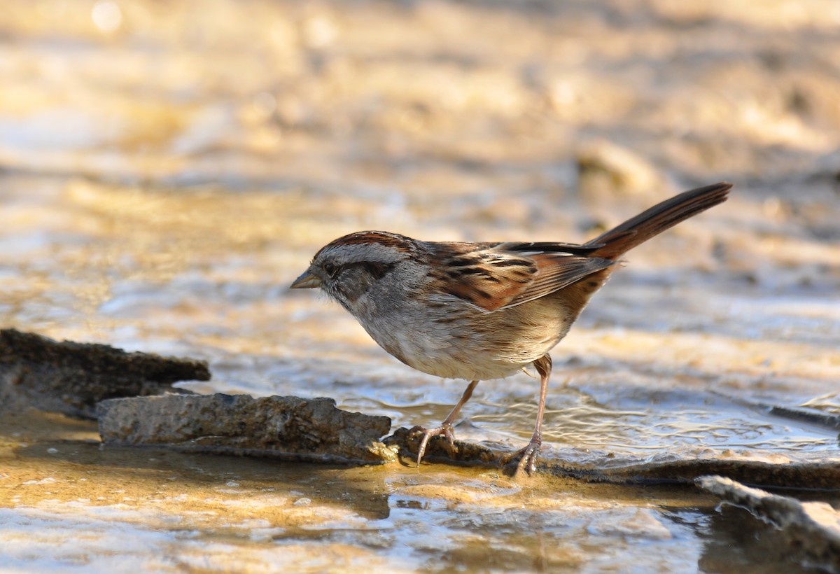 Swamp Sparrow - Ryan O'Donnell