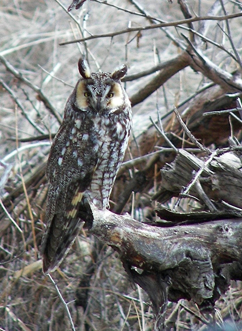 Long-eared Owl - Cara Barnhill