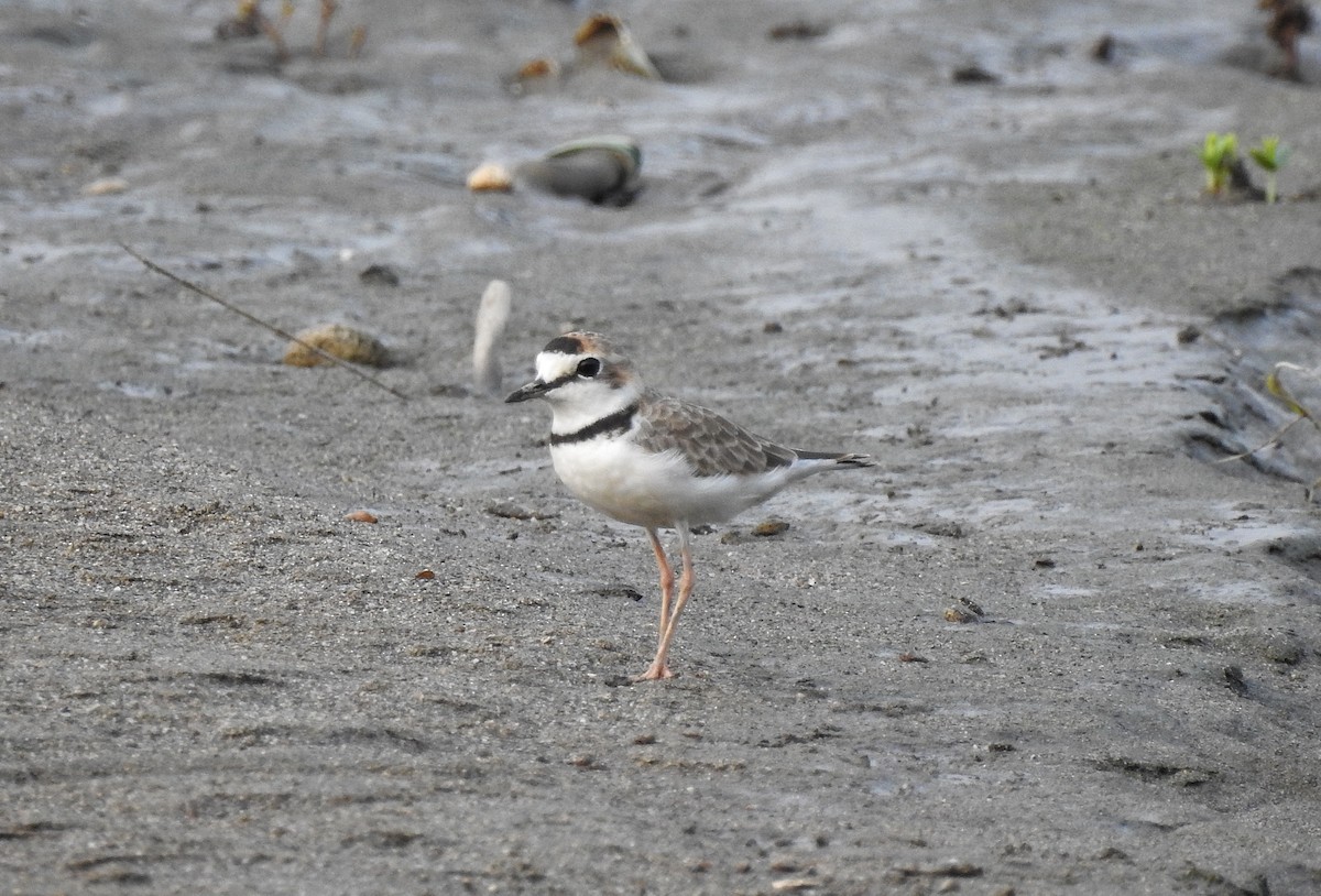 Collared Plover - ML235523451