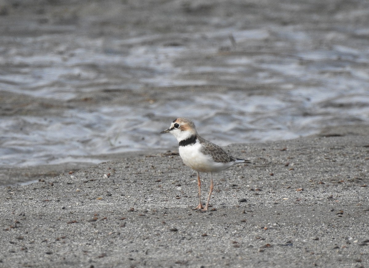 Collared Plover - ML235523781
