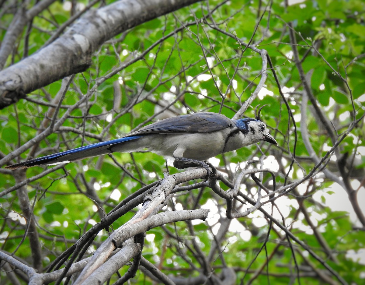 White-throated Magpie-Jay - ML235524021