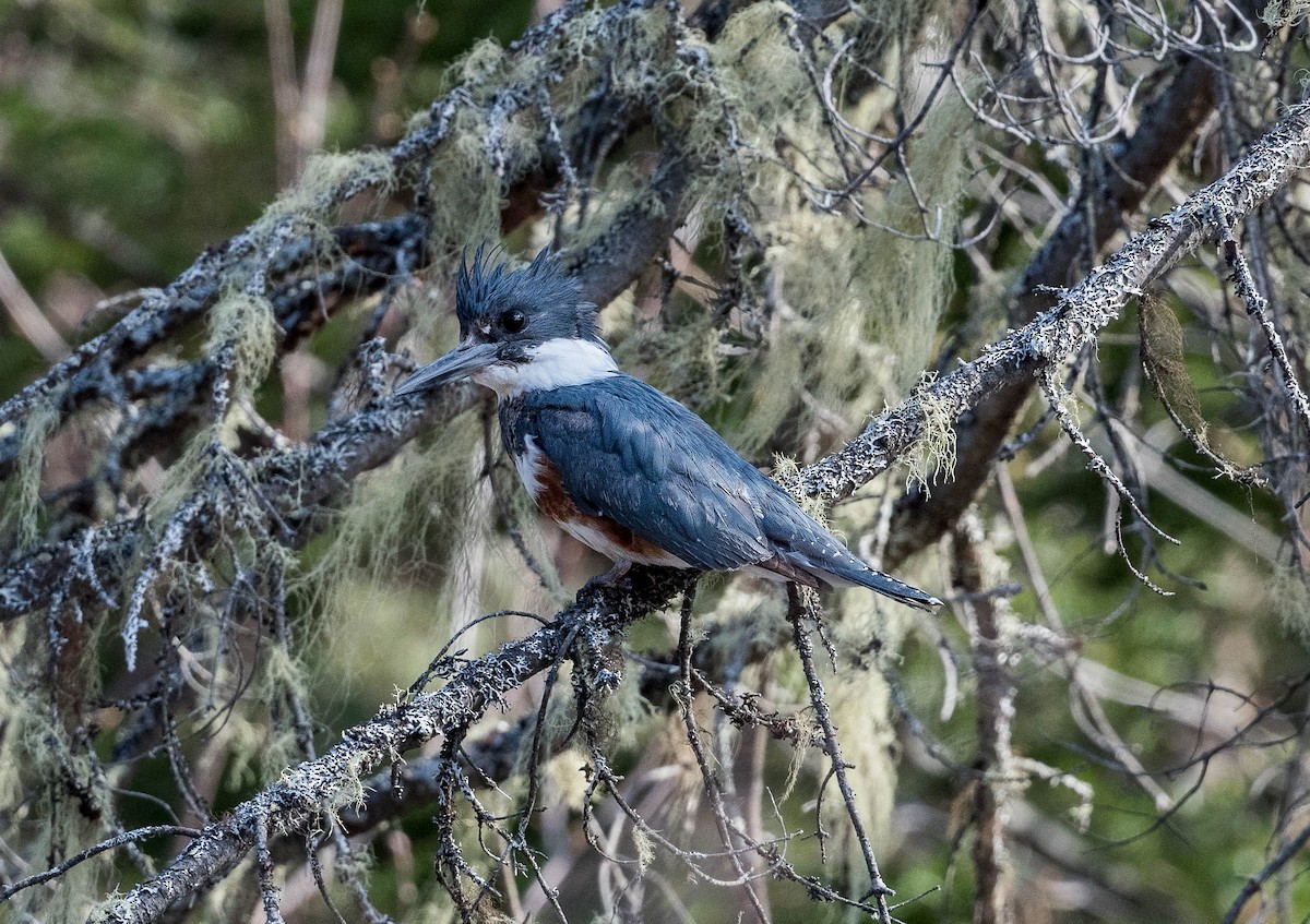 Belted Kingfisher - ML235526621