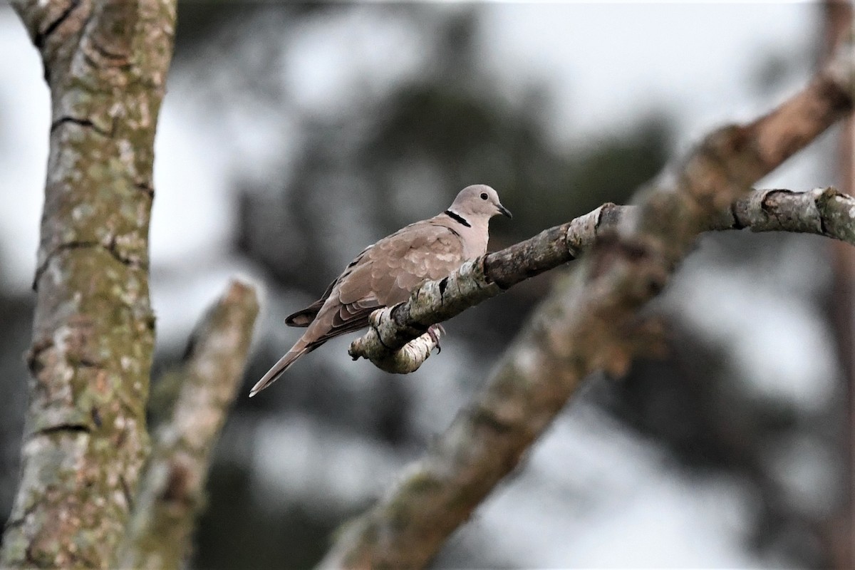Eurasian Collared-Dove - Bill Asteriades