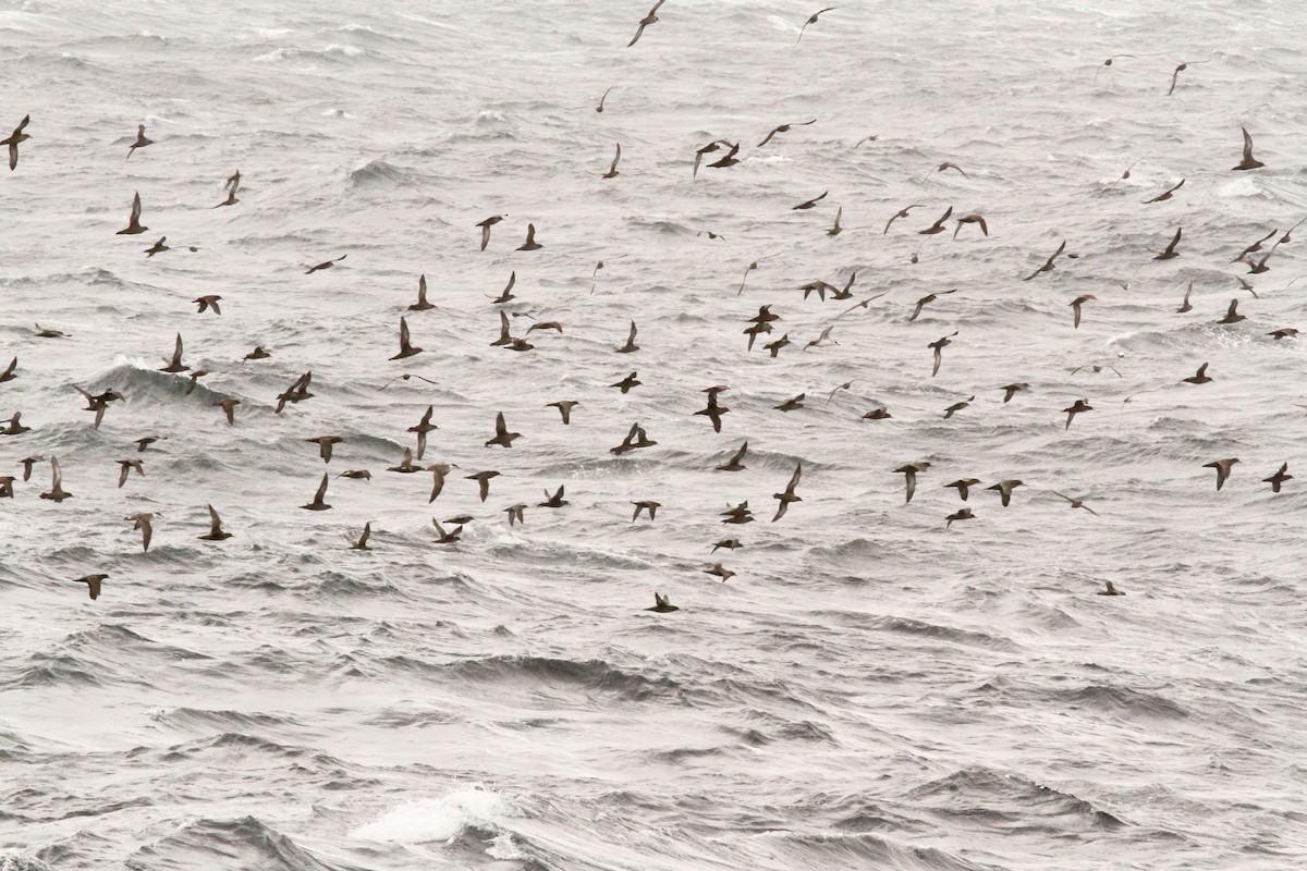 Sooty Shearwater - Steve Kelling