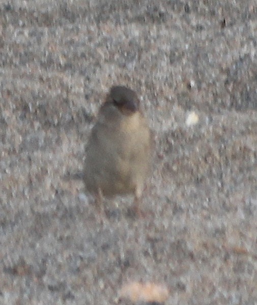 House Sparrow - cammy kaynor