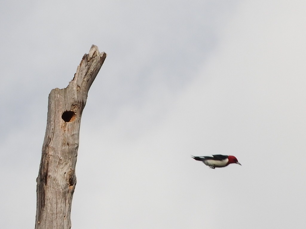 Red-headed Woodpecker - ML235541011