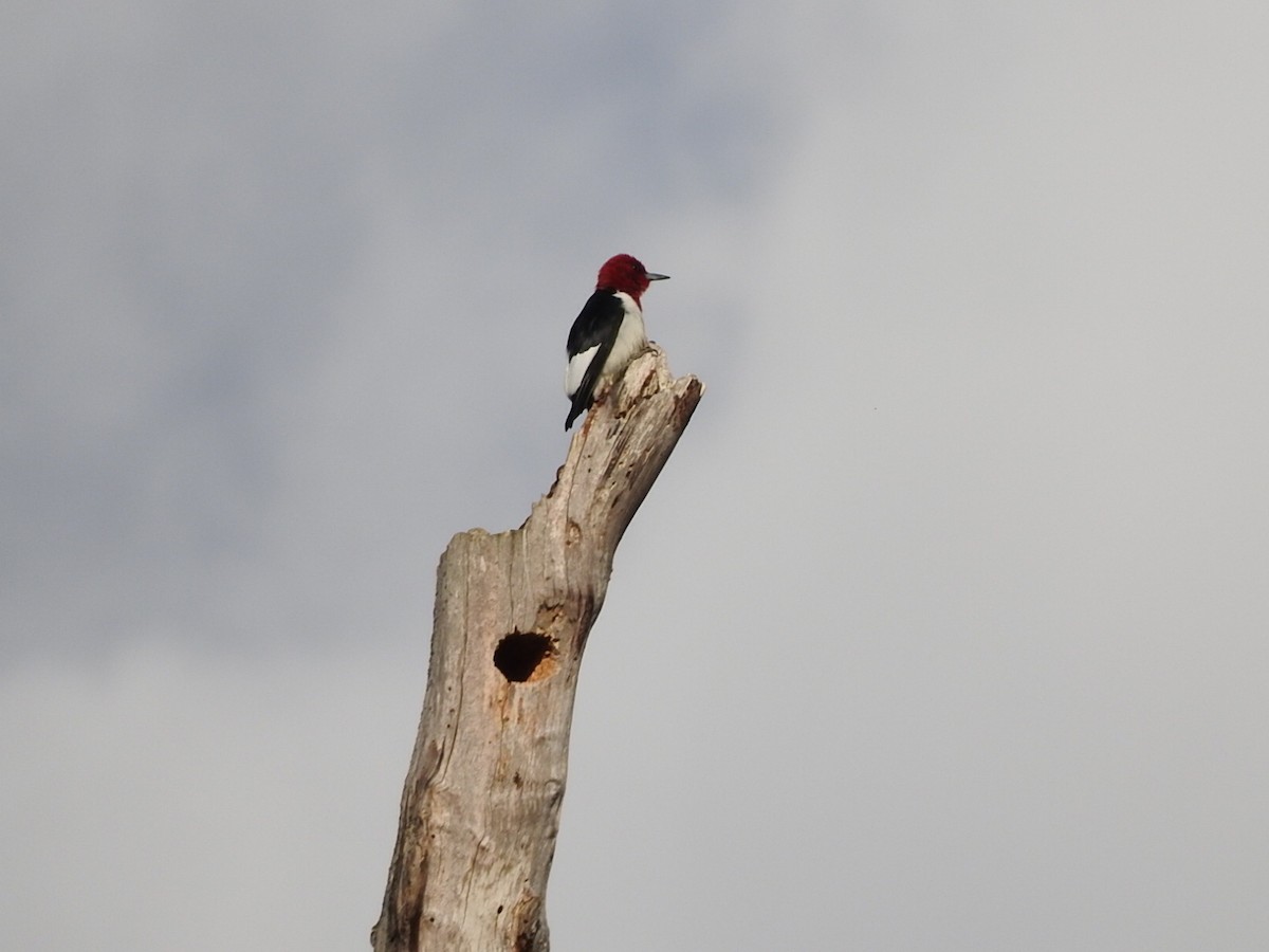 Red-headed Woodpecker - ML235541061