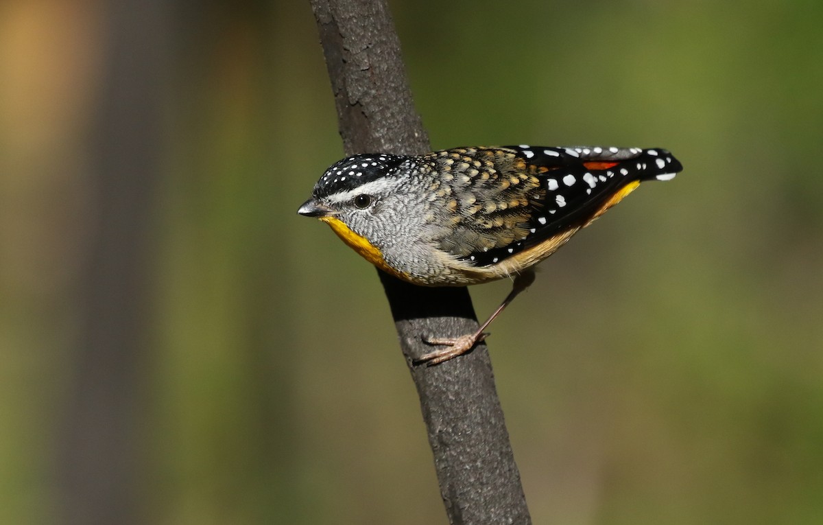 Spotted Pardalote - ML235541601