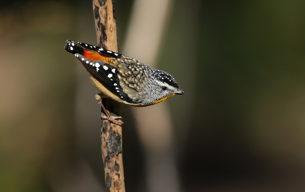 Spotted Pardalote - ML235541661