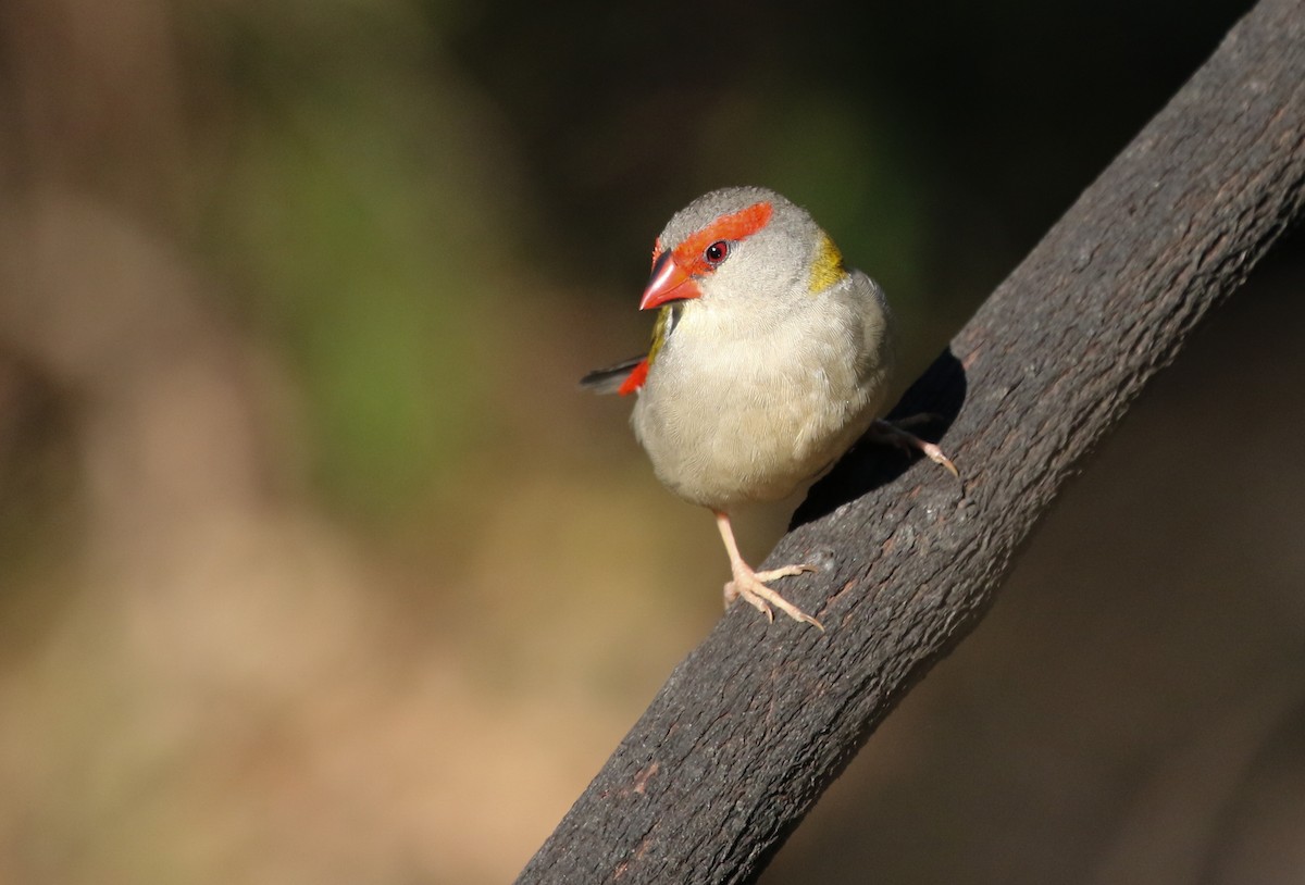 Red-browed Firetail - ML235542321