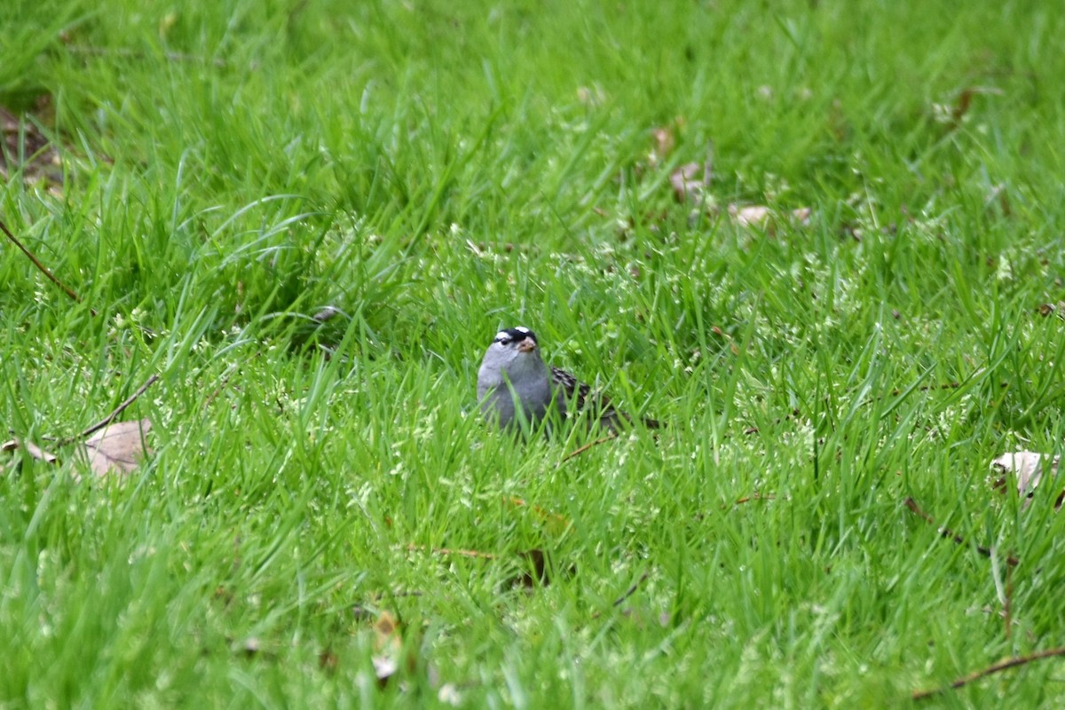 White-crowned Sparrow - ML235542491