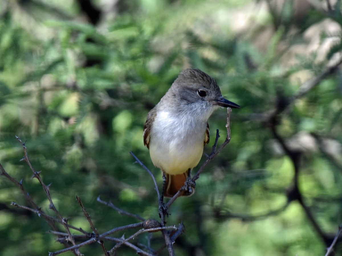 eBird Checklist - 16 May 2020 - Coronado National Forest, Nogales US-AZ ...