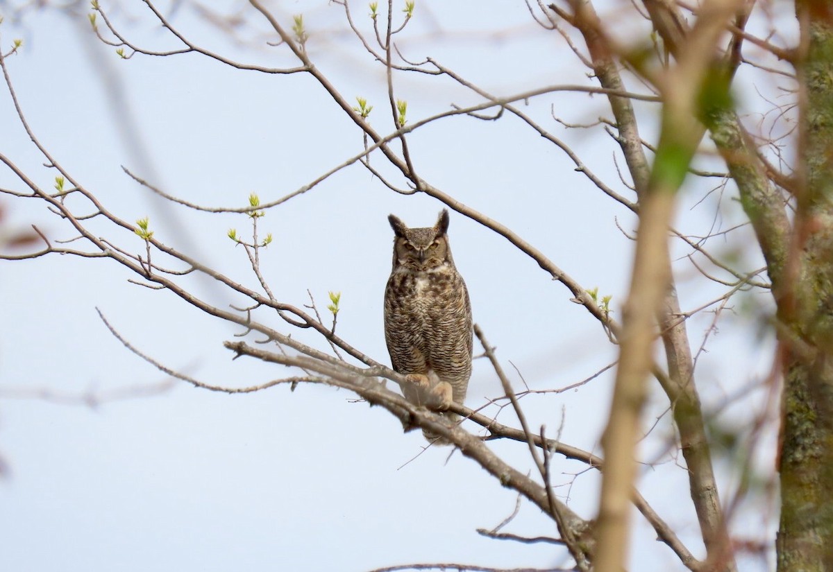 Great Horned Owl - ML235546621