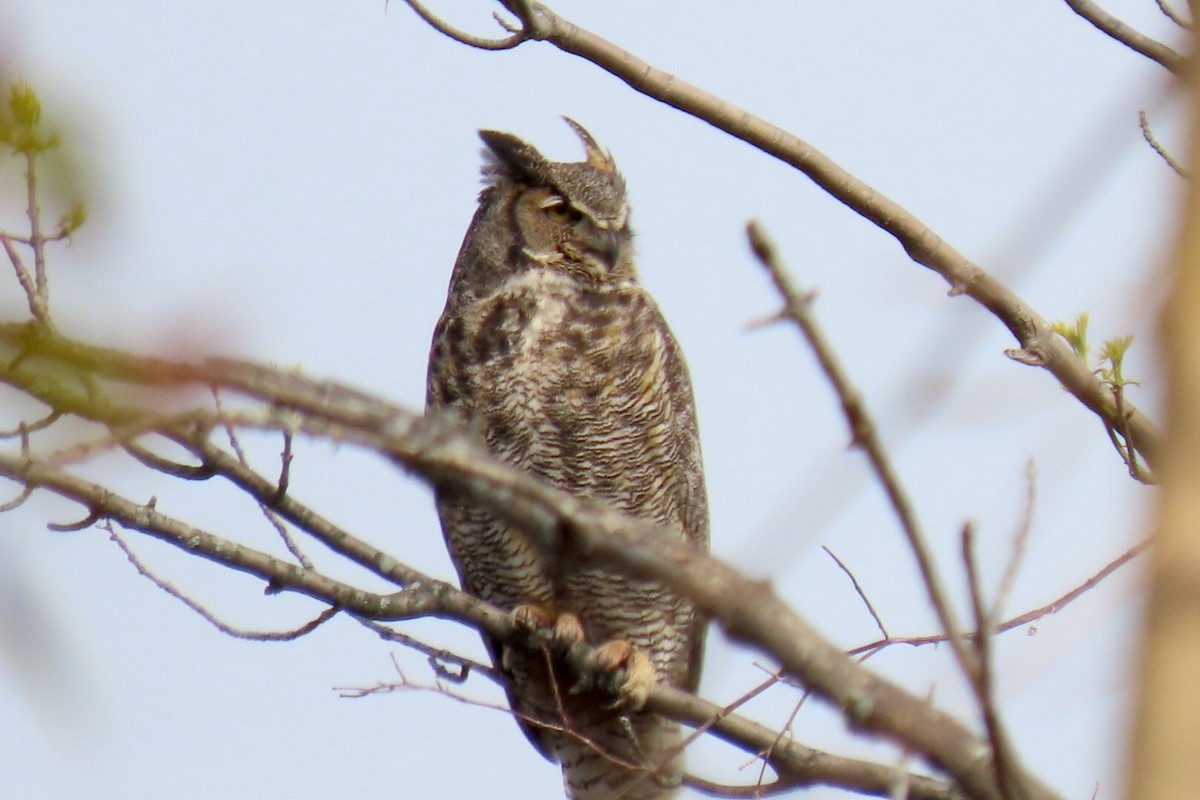 Great Horned Owl - ML235546631