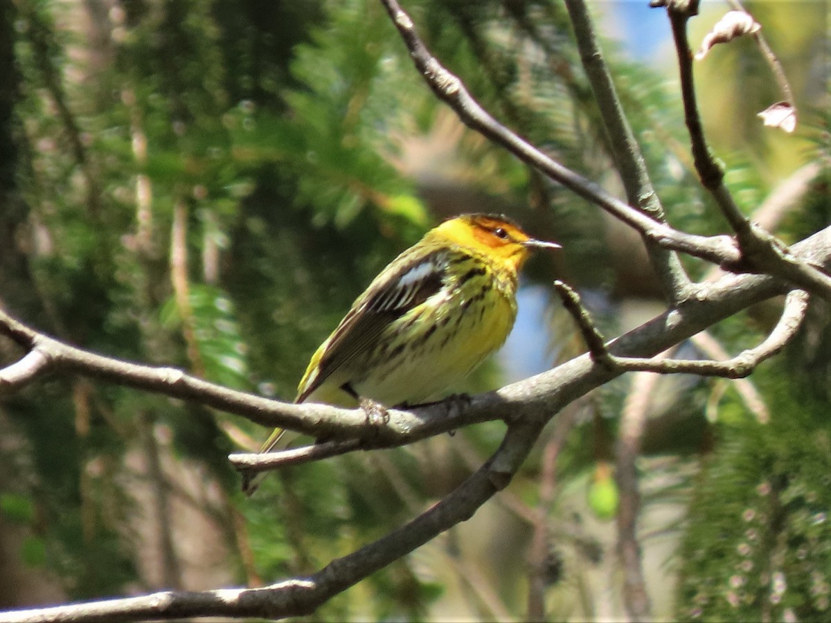 Cape May Warbler - ML235547191