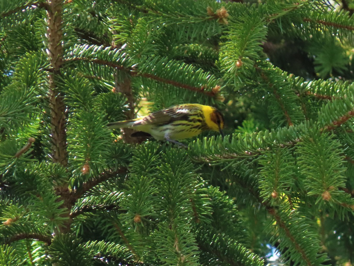 Cape May Warbler - ML235547211