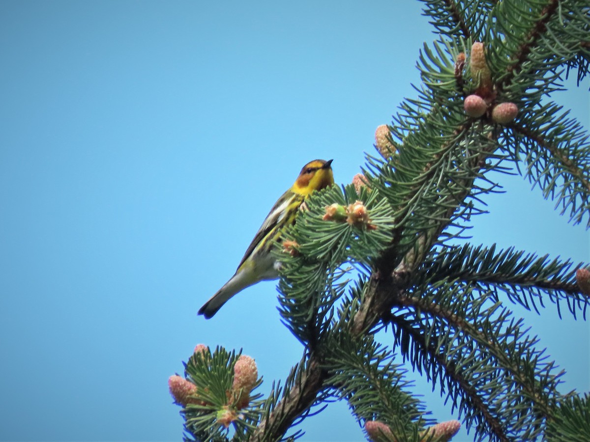 Cape May Warbler - ML235547501
