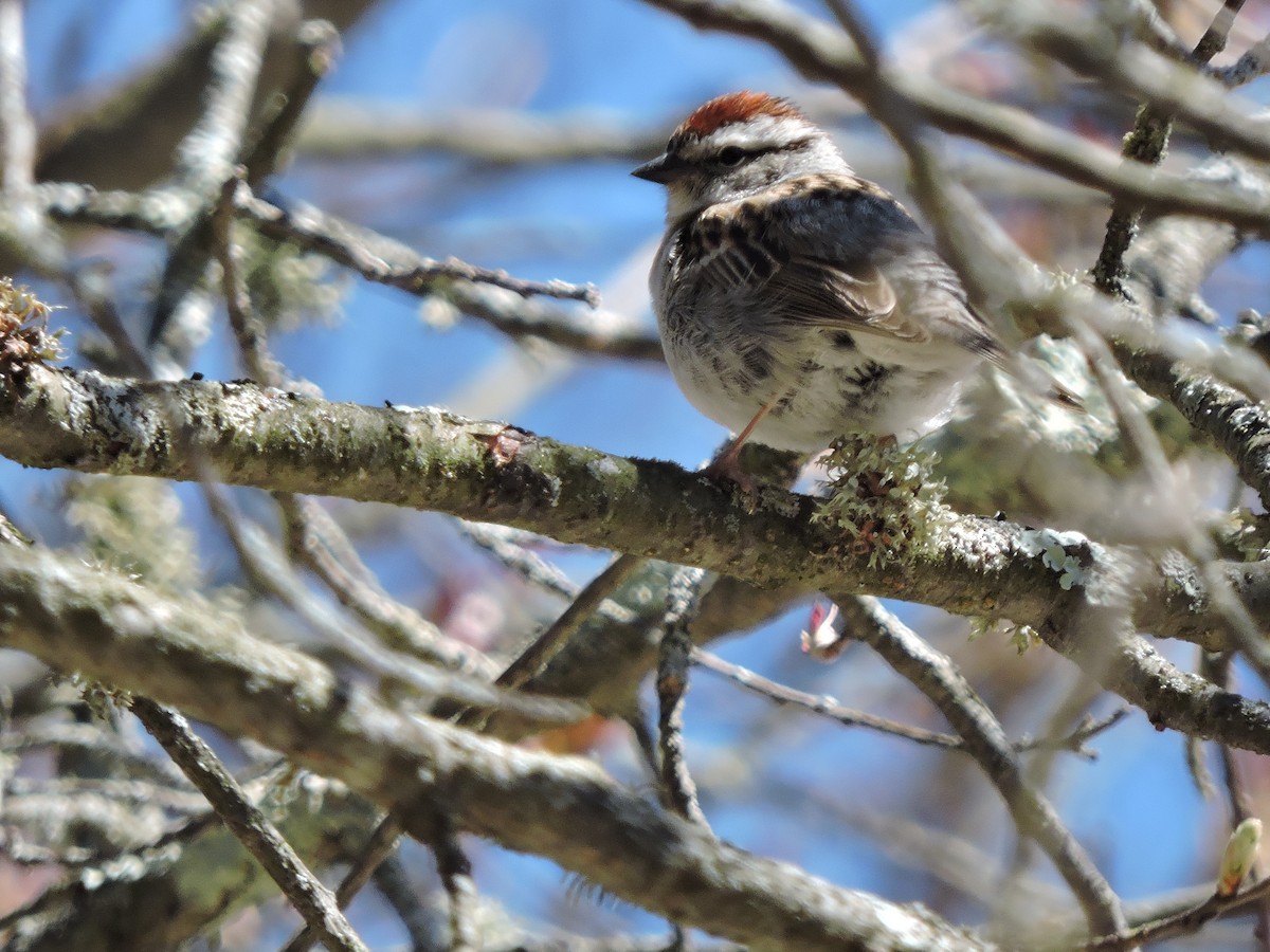 Chipping Sparrow - ML235565981