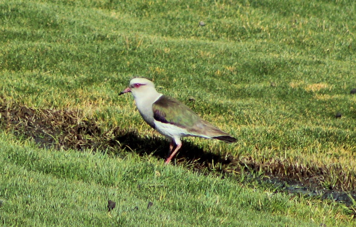 Andean Lapwing - ML23556871