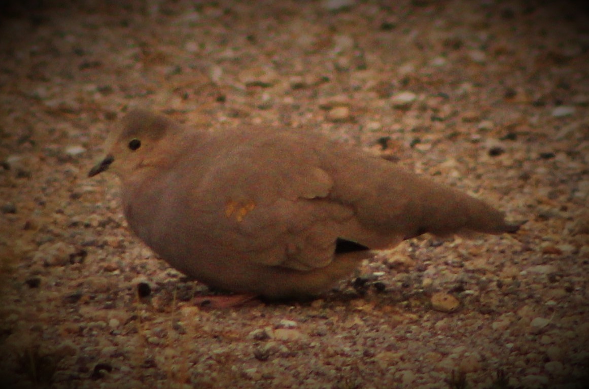 Golden-spotted Ground Dove - Matías Garrido 🐧