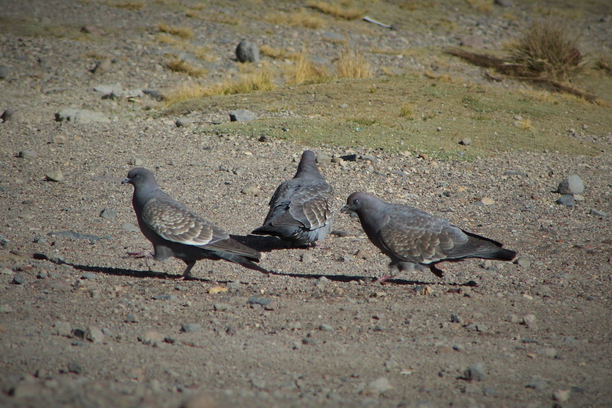 Spot-winged Pigeon - Matías Garrido 🐧