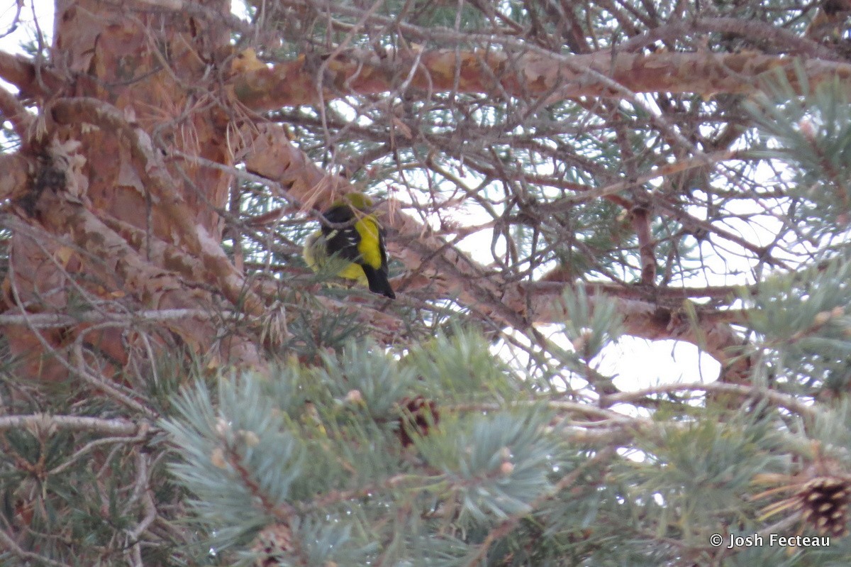 Western Tanager - ML23557851