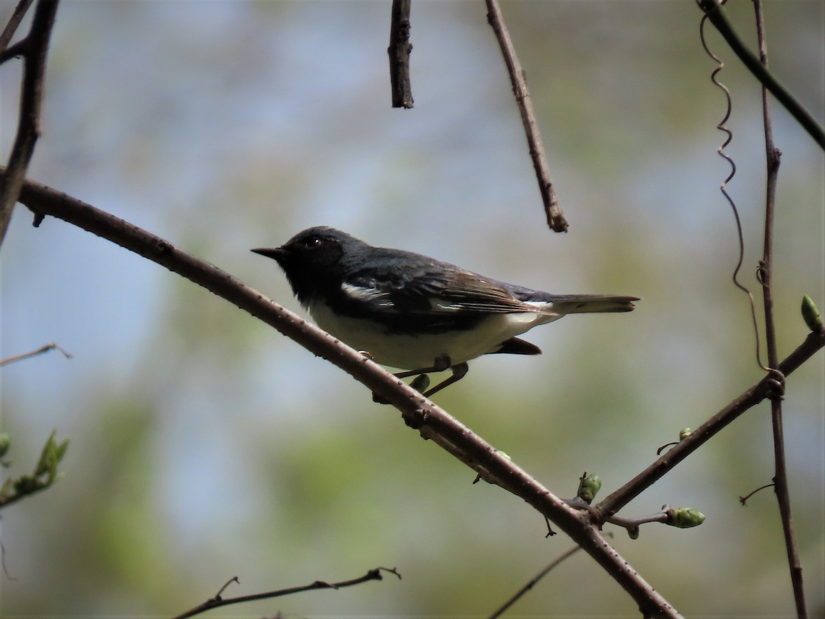 Black-throated Blue Warbler - Bill Ostiguy