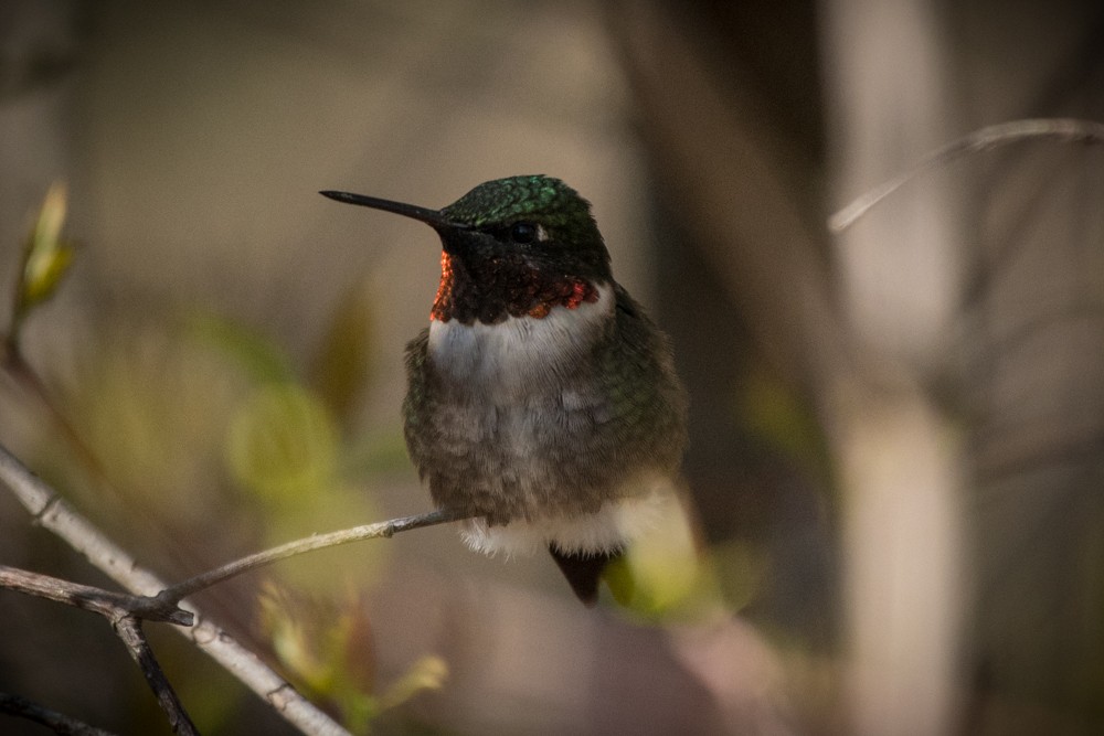 Ruby-throated Hummingbird - josh Ketry