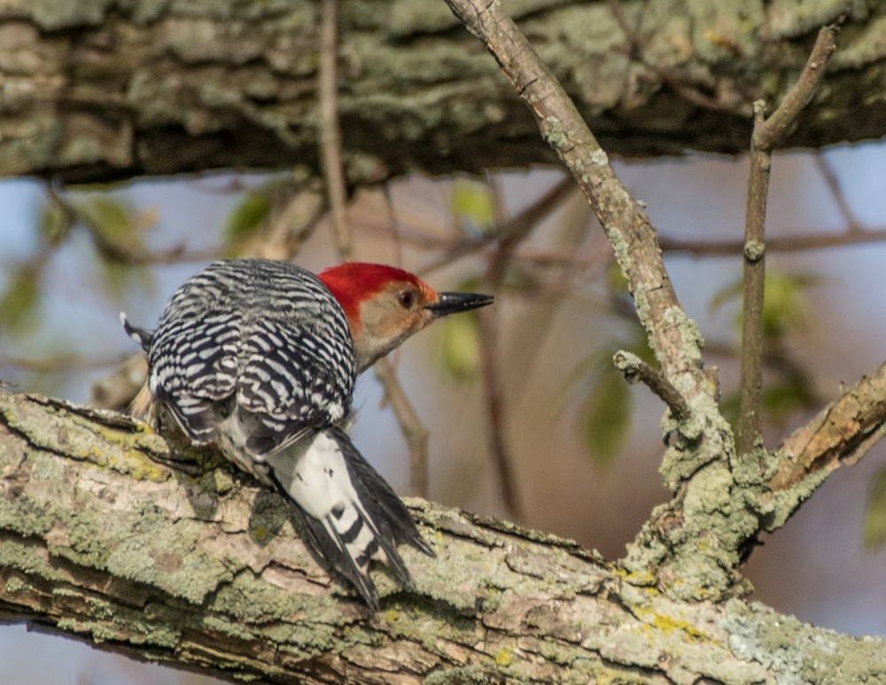 Red-bellied Woodpecker - josh Ketry