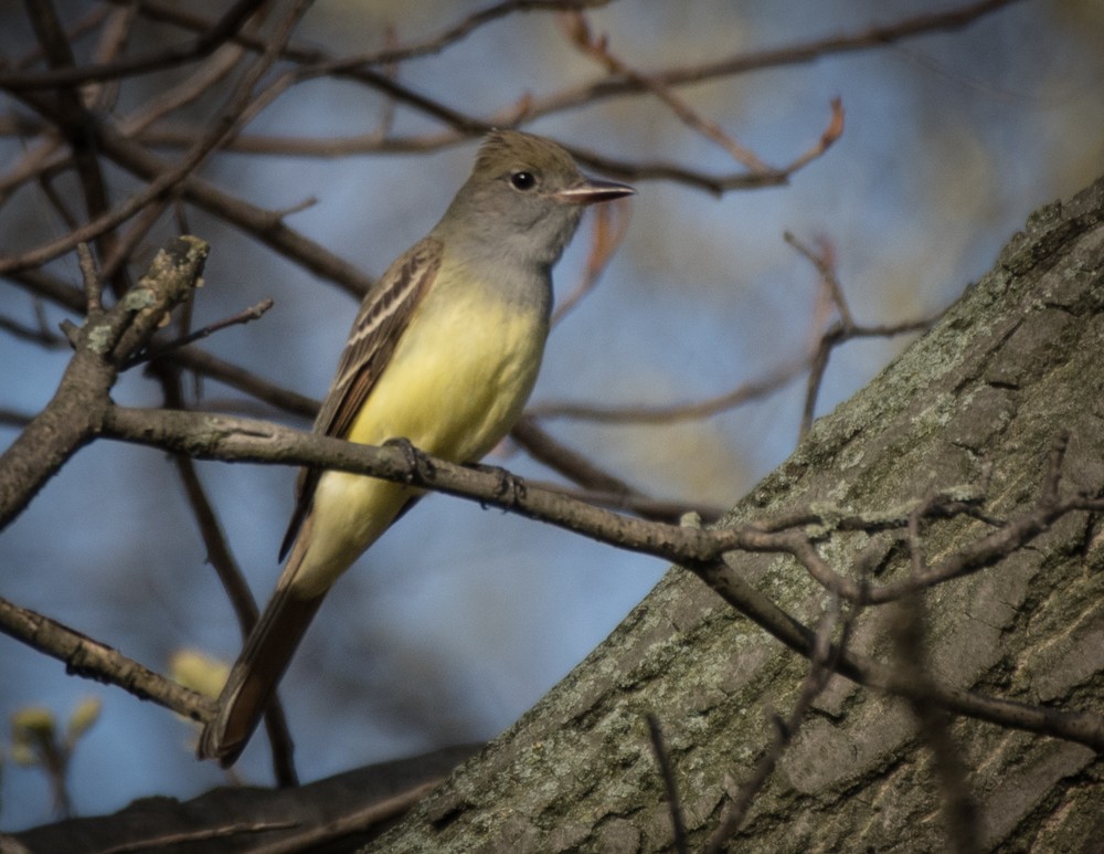 Great Crested Flycatcher - josh Ketry