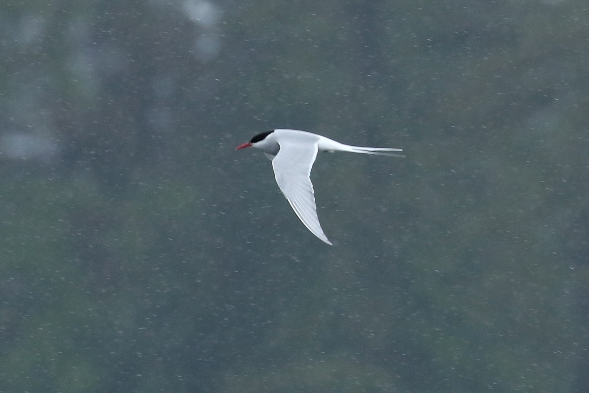Arctic Tern - Jeremy Gatten