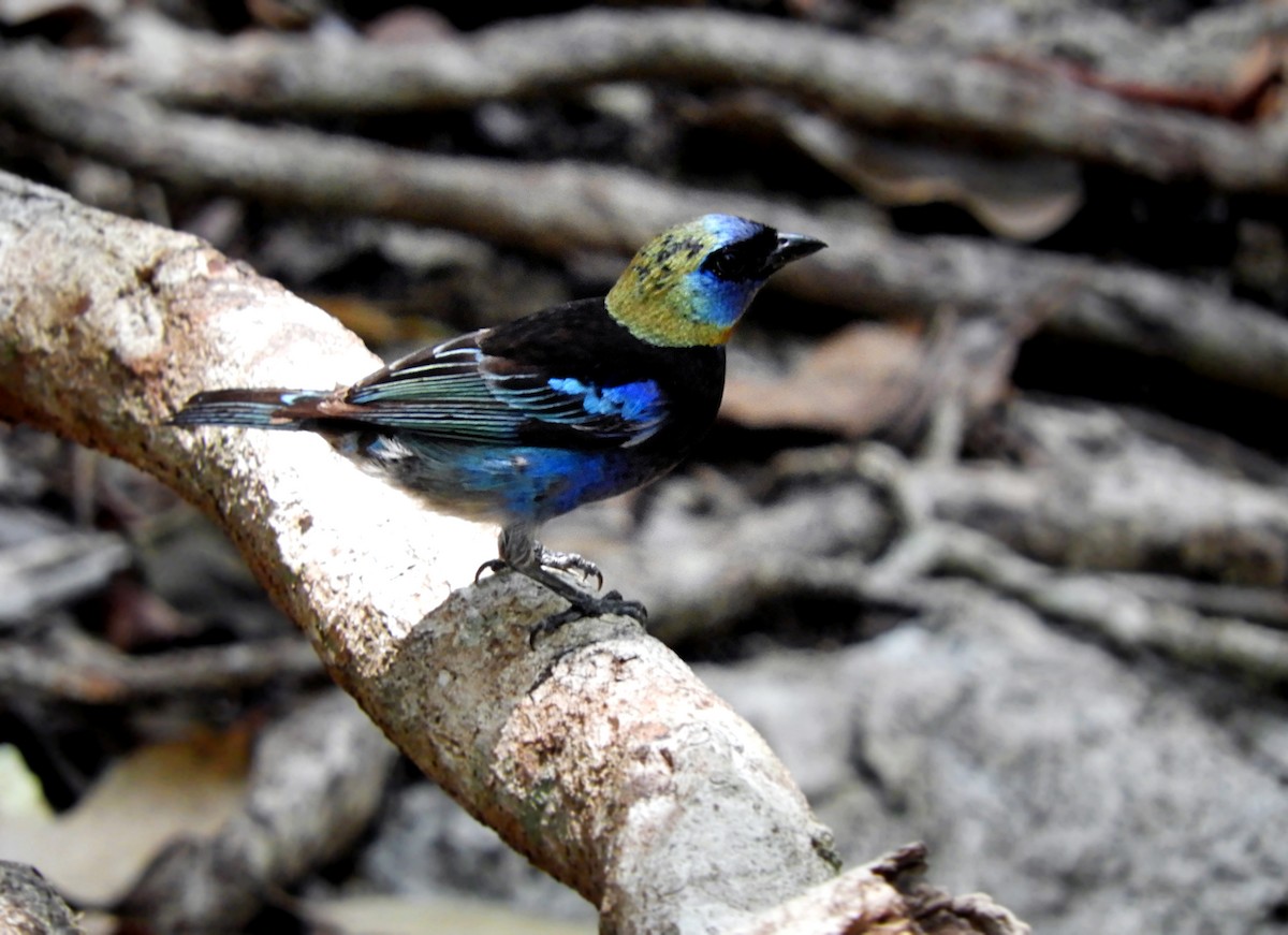 Golden-hooded Tanager - Cornelio Chablé
