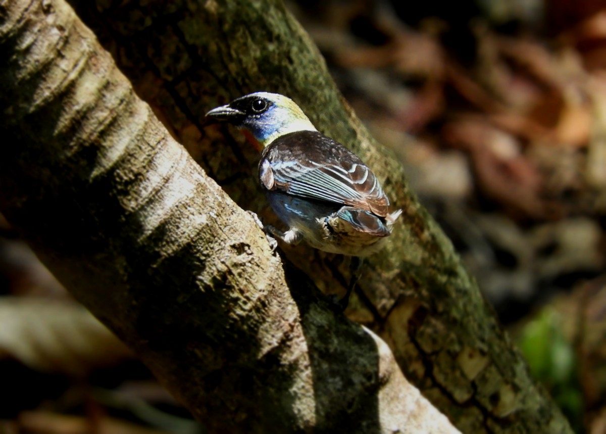 Golden-hooded Tanager - Cornelio Chablé