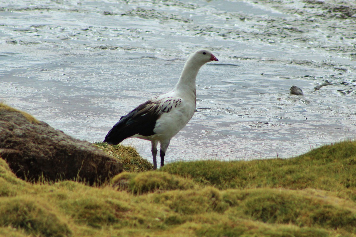 Andean Goose - ML23559071