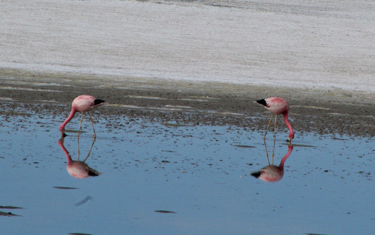 Andean Flamingo - ML23559151