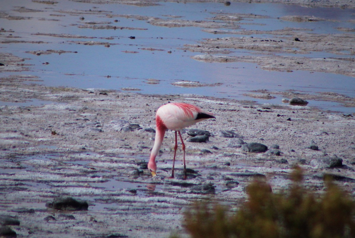 James's Flamingo - ML23559221
