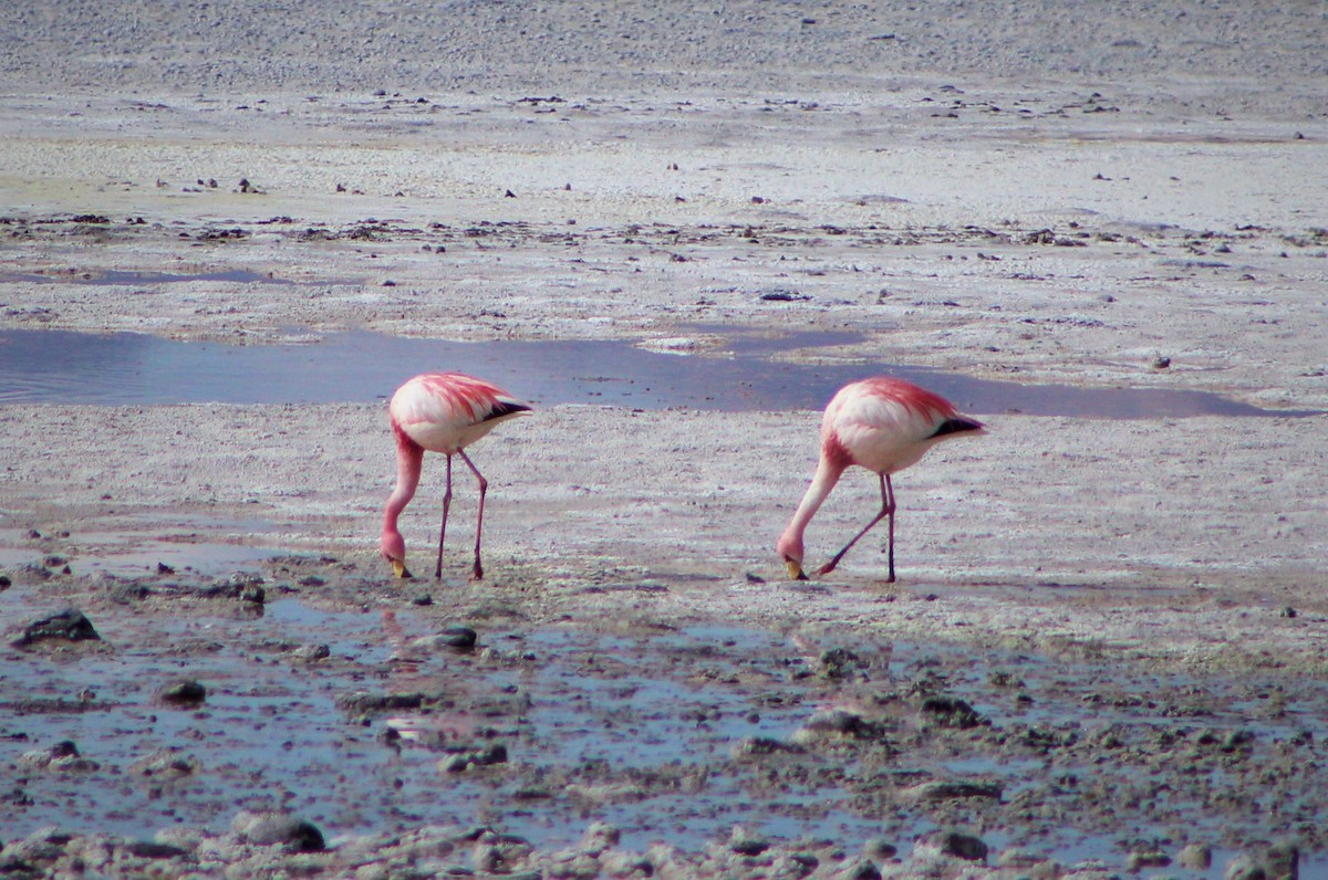 James's Flamingo - Matías Garrido 🐧