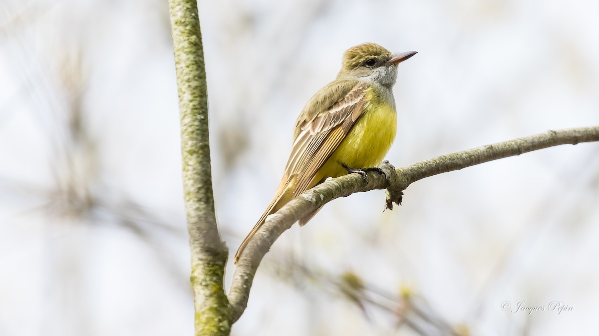 Great Crested Flycatcher - ML235592891