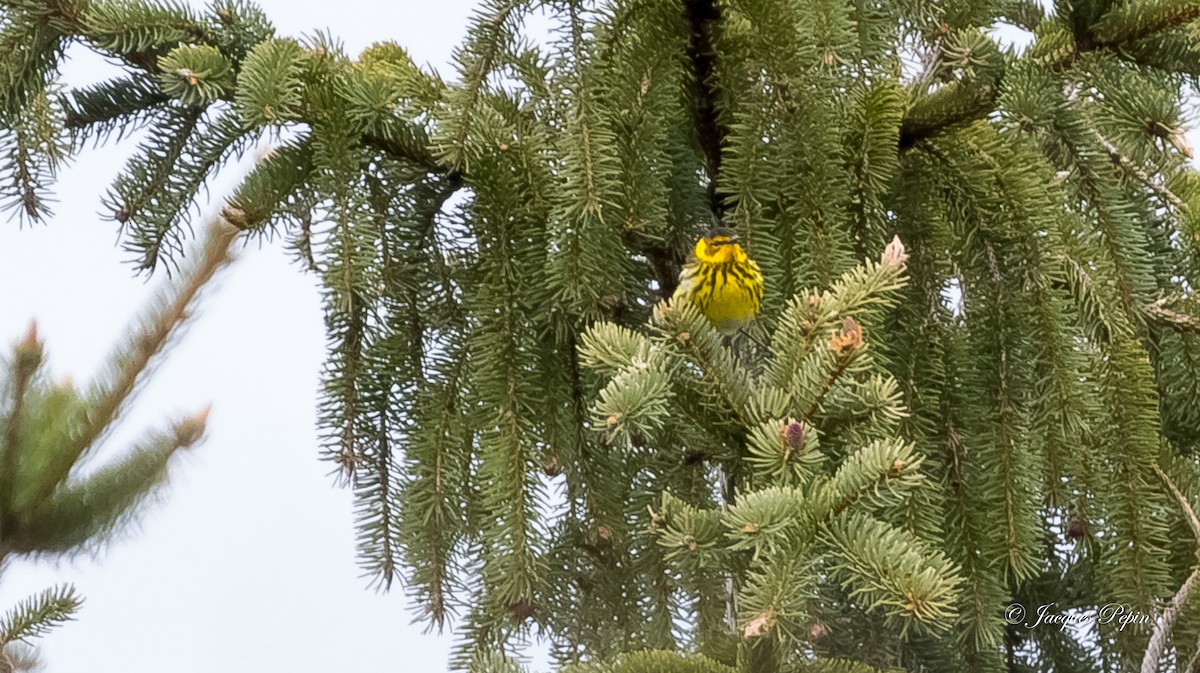 Cape May Warbler - ML235593631
