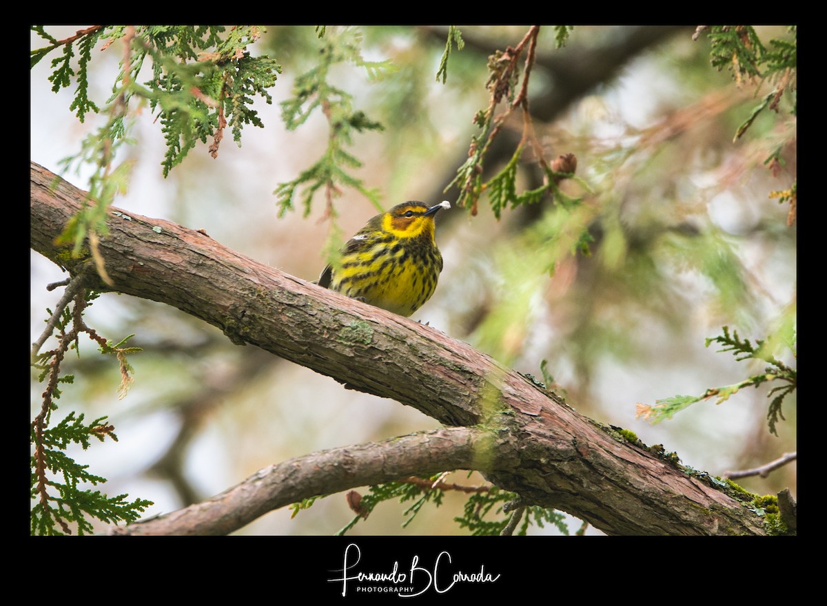 Cape May Warbler - ML235596251